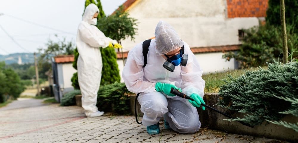 Serviços de Detetização